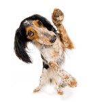 astuces dressage chien