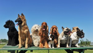 9 chiens assis ensemble!