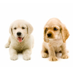 Mignons, surtout lorsqu'ils sont petits!