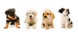 Mignons, surtout lorsqu'ils sont petits!