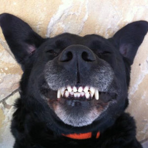 chien claquant des dents
