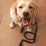 Chien malin