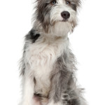 Chien à l'affût