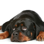 Chien calmé