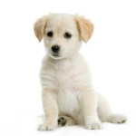 Bichon maltais blanc assis & coquin sur fond blanc