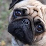 aimer son chien
