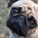 aimer son chien