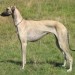 dressage de sloughi