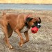 méthode facile pour dressage de chien