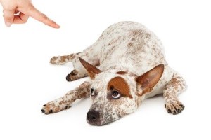 comment dresser son chien tetu